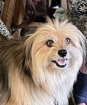 Rescue Terrier Dogs for Adoption in Jamestown, California - Teddy | PetCurious