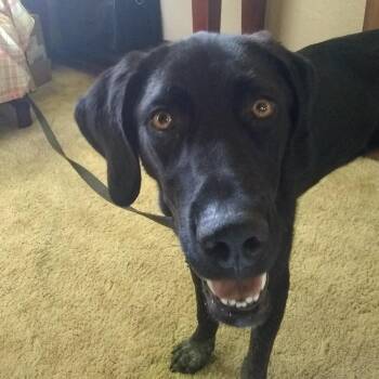 Bea -  Pointer Dog for Adoption in Lenexa, Kansas - Bea | PetCurious