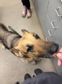 German Shepherd Dog and Mixed Breed Dogs Available for Adoption in Palm Coast, Florida - Diamond | PetCurious