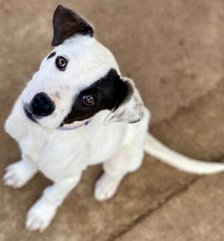 Rescue Terrier and Mixed Breed Dogs for Adoption in Urbandale, Iowa - Patch | PetCurious