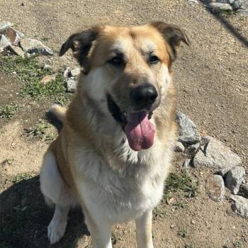 Great Pyrenees and German Shepherd Dog Dogs Available for Adoption - Kovu | PetCurious