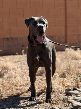 Franklin -  Cane Corso Dog for Adoption in Glendale, Arizona - Franklin | PetCurious