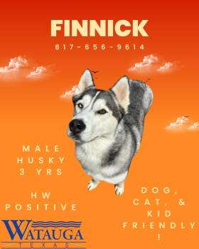 Finnick -  Siberian Husky Dog for Adoption in Watauga, Texas - Finnick | PetCurious