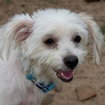 Rescue Maltese Dogs for Adoption in Richmond, Texas - Lightning | PetCurious