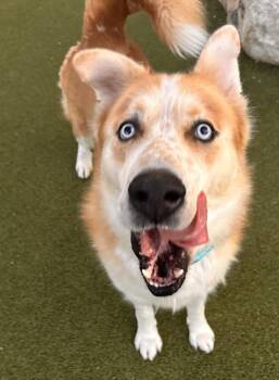 Jefferson -  Great Pyrenees and Husky Dog for Adoption in Austin, Texas - Jefferson | PetCurious