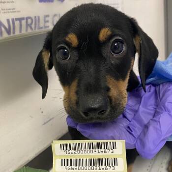 Debbie Gallagher -  Mixed Breed Dog for Adoption in Charleston, West Virginia - Debbie Gallagher | PetCurious
