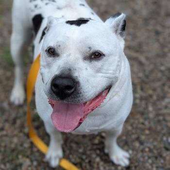 Franny -  Mixed Breed Dog for Adoption in West Olive, Michigan - Franny | PetCurious