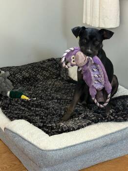 Rescue Boxer and Mixed Breed Dogs for Adoption in Christiansburg, Virginia - Momma Dog | PetCurious