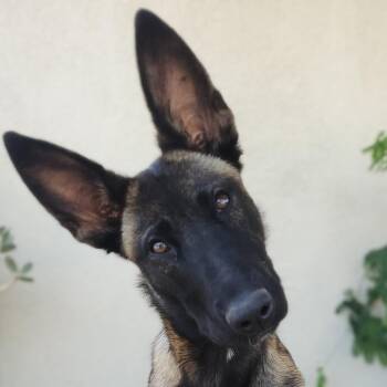 Izzy -  Belgian Shepherd Malinois Dog for Adoption in Corona, California - Izzy | PetCurious