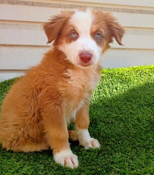 Hunter  -  Australian Shepherd Dog for Sale in Fort Worth, Texas - Hunter  | PetCurious