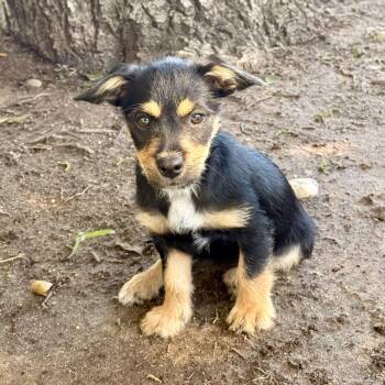 Blackberry -  Norfolk Terrier and Portuguese Podengo Dog for Adoption in Modesto, California - Blackberry | PetCurious