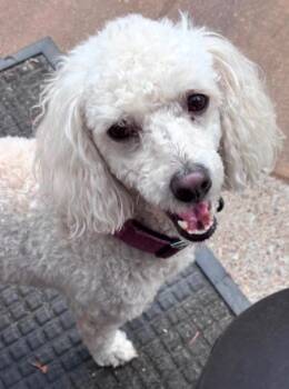 Bella -  Miniature Poodle Dog for Adoption in Churchville, New York - Bella | PetCurious