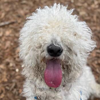 Poodle Dogs Available for Adoption - Fiver | PetCurious