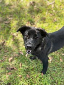 Rescue Shepherd and Mixed Breed Dogs for Adoption in Aiken, South Carolina - Gabby | PetCurious