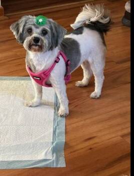 Shih Tzu Dogs Available for Adoption in Crystal Lake, Illinois - Minnie | PetCurious