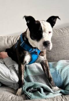 Pit Bull Terrier and American Staffordshire Terrier Dogs Available for Adoption in Hermosa Beach, California - Miss Tee Loves Women  &Dogs | PetCurious
