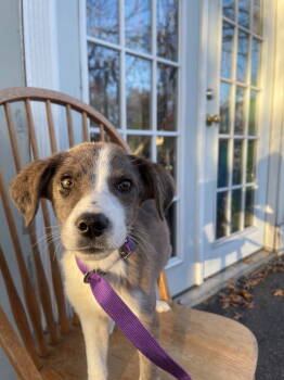 Rescue Labrador Retriever Dogs for Adoption in Herndon, Virginia - Cookie Dough | PetCurious