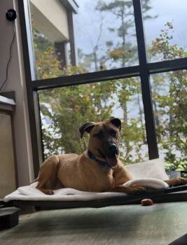 Meatloaf -  Mountain Cur Dog for Adoption in Boston, Massachusetts - Meatloaf | PetCurious