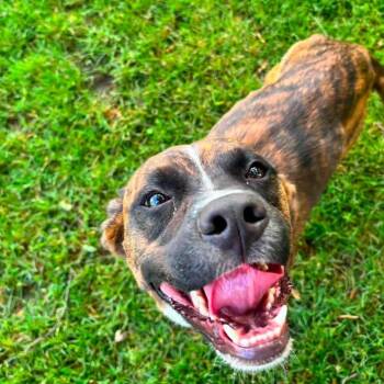 Chance -  Boxer Dog for Adoption in Alma, Michigan - Chance | PetCurious