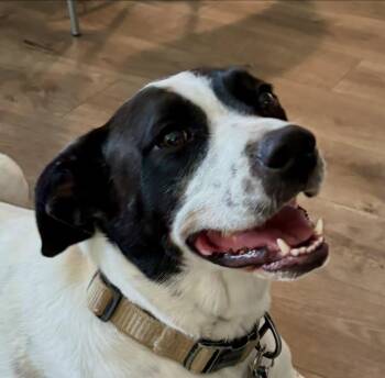 Kissa -  Border Collie and Labrador Retriever Dog for Adoption in Raleigh, North Carolina - Kissa | PetCurious