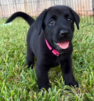 Truvy -  Labrador Retriever Dog for Adoption in Austin, Texas - Truvy | PetCurious