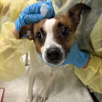 Parson Russell Terrier and Chihuahua Dogs Available for Adoption in West Palm Beach, Florida - Ansley | PetCurious
