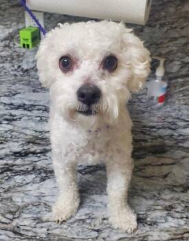 Max 2 -  Miniature Poodle Dog for Adoption in Los Angeles, California - Max 2 | PetCurious