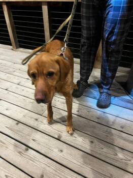 Cheez-It -  Labrador Retriever Dog for Adoption in Pierceton, Indiana - Cheez-It | PetCurious