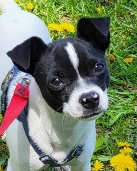 Terrier Dogs Available for Adoption in Grayslake, Illinois - Nos | PetCurious