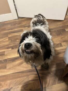 Misty -  Havanese Dog for Adoption in Baldwin, Michigan - Misty | PetCurious