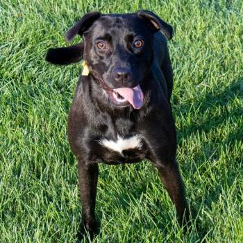 MOXXI -  Labrador Retriever and Mixed Breed Dog for Adoption in St. Louis, Missouri - MOXXI | PetCurious