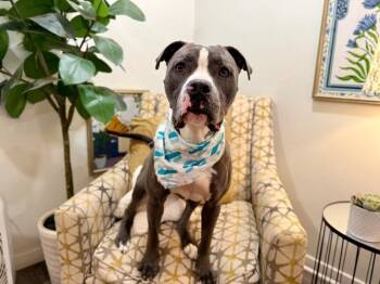Marky Mark Your Fun Loving Best Friend -  Pit Bull Terrier Dog for Adoption in Friendswood, Texas - Marky Mark Your Fun Loving Best Friend | PetCurious