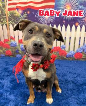 Baby Jane -  Mixed Breed Dog for Adoption in Flint, Michigan - Baby Jane | PetCurious