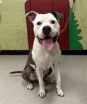 Rescue Pit Bull Terrier Dogs for Adoption in Indianapolis, Indiana - DRACO | PetCurious
