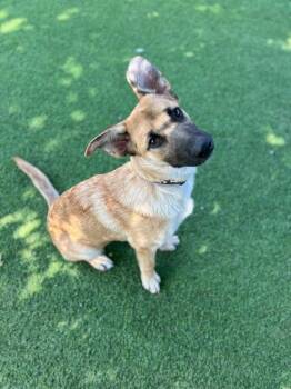 Jack III -  German Shepherd Dog Dog for Adoption in Fredonia, Wisconsin - Jack III | PetCurious