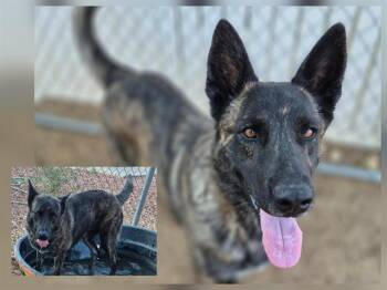 BEAR -  German Shepherd Dog and Mixed Breed Dog for Adoption in Albuquerque, New Mexico - BEAR | PetCurious