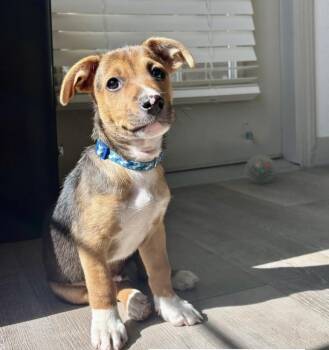 Bristol -  Chihuahua Dog for Adoption in Denver, Colorado - Bristol | PetCurious