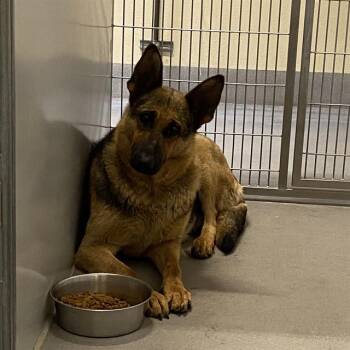 A612243 -  German Shepherd Dog Dog for Adoption in Modesto, California - A612243 | PetCurious