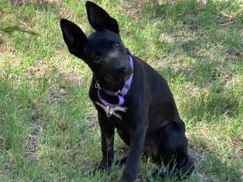 Rescue Shepherd Dogs for Adoption in Chandler, Arizona - ROSIE #10 | PetCurious