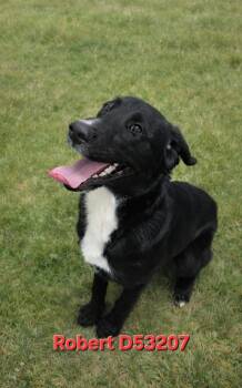 Labrador Retriever and Mixed Breed Dogs Available for Adoption - Robert | PetCurious
