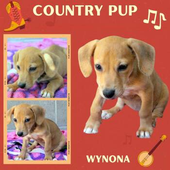 Wynona (Puppy) -  Hound Dog for Adoption in Lindsay, California - Wynona (Puppy) | PetCurious
