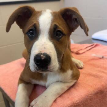 Saint Bernard Dogs Available for Adoption - Skooby | PetCurious