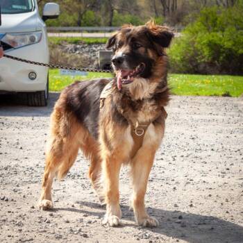 Mixed Breed Dogs Available for Adoption in Olean, New York - Nico | PetCurious