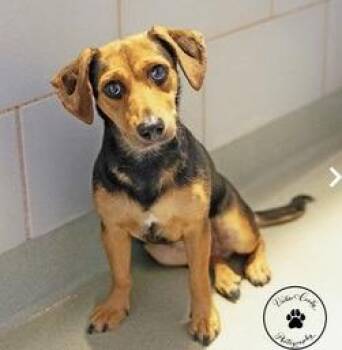 Margarita -  Dachshund and Smooth Fox Terrier Dog for Adoption in Thompson Falls, Montana - Margarita | PetCurious