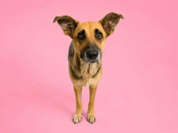 SABLE -  German Shepherd Dog Dog for Adoption in Doral, Florida - SABLE | PetCurious
