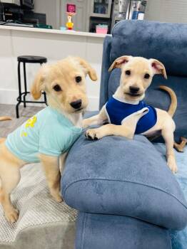 Golden Retriever and Shepherd Dogs Available for Adoption - Bashful | PetCurious