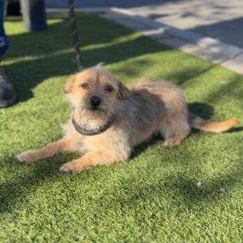 Norfolk Terrier Dogs Available for Adoption - Jam A2257812 | PetCurious