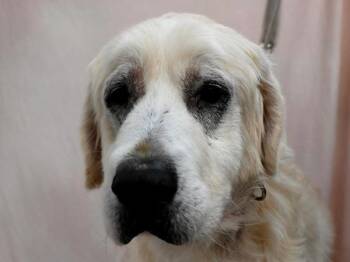 Rescue Great Pyrenees Dogs for Adoption in Portland, Oregon - Athena | PetCurious