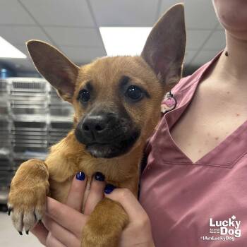 Shepherd and Terrier Dogs Available for Adoption in Washington, District Of Columbia - Wisteria | PetCurious