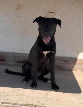 Trooper -  Mixed Breed Dog for Adoption in Minot, North Dakota - Trooper | PetCurious